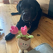 Lou participe au concours pour gagner de l'argent avec cette photo : dog, black_dog, pet, animal, lying_down, indoors, wooden_floor, wood_floor, plush_toy, stuffed_animal, flower_toy, pink_flower, green_leaves, collar, tag, home, kitchen, cabinet, staircase, cozy
