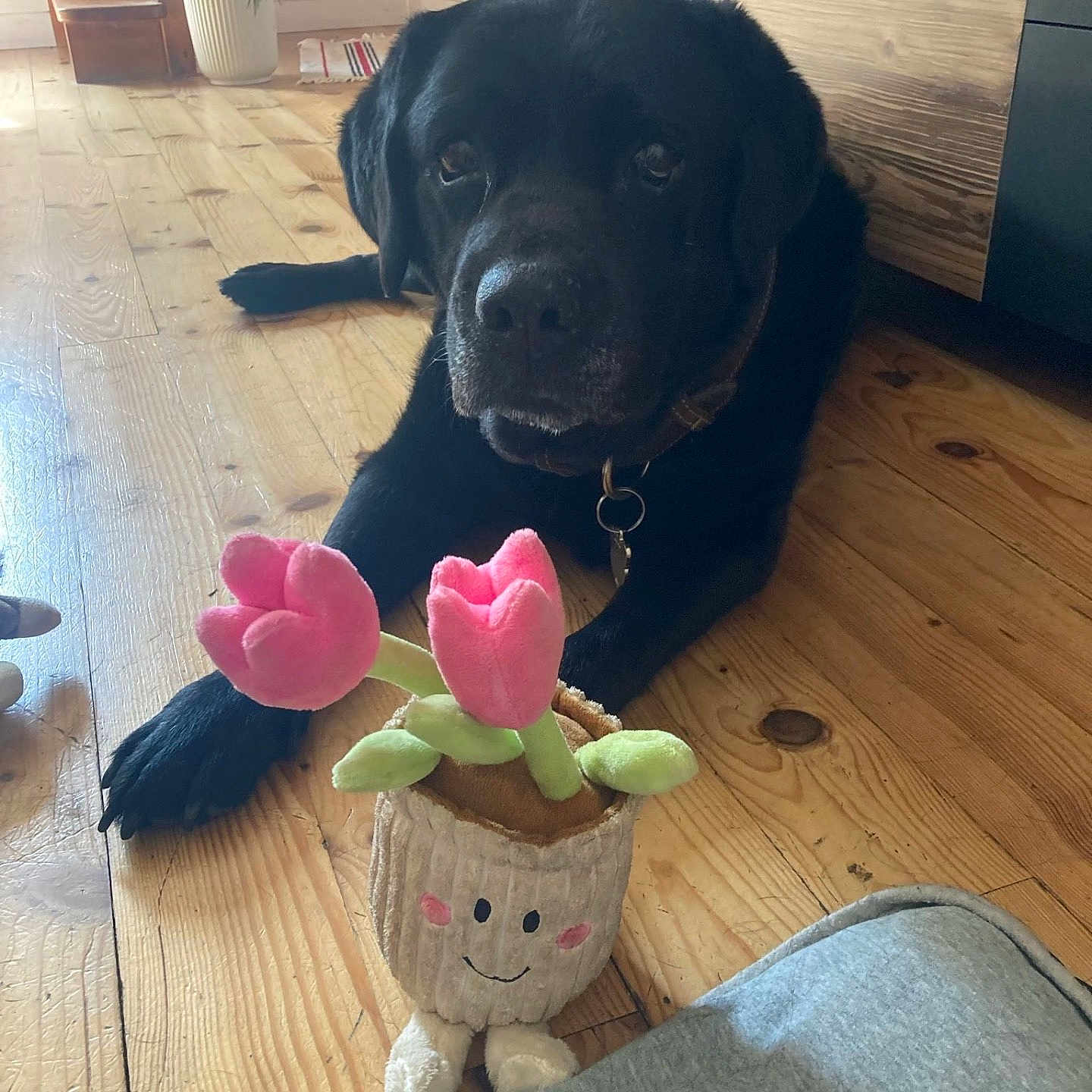 Lou participe au concours pour gagner de l'argent avec cette photo : dog, black_dog, pet, animal, lying_down, indoors, wooden_floor, wood_floor, plush_toy, stuffed_animal, flower_toy, pink_flower, green_leaves, collar, tag, home, kitchen, cabinet, staircase, cozy
