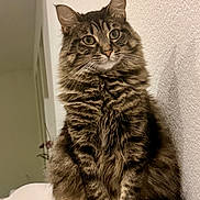 Elaine is registered to the contest to win money with this photo: cat, tabby_cat, long_hair, whiskers, ears, green_eyes, fur, sitting, indoor, wall_texture, couch, portrait, pet, feline, paws, looking_at_camera, curious, close_up, fluffy, striped