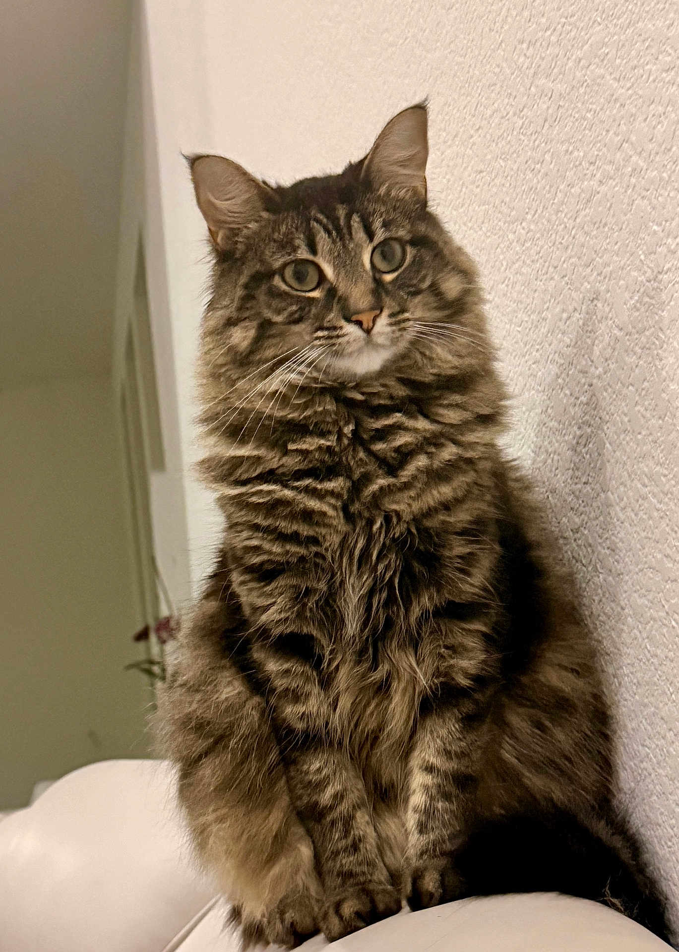 Elaine is registered to the contest to win money with this photo: cat, tabby_cat, long_hair, whiskers, ears, green_eyes, fur, sitting, indoor, wall_texture, couch, portrait, pet, feline, paws, looking_at_camera, curious, close_up, fluffy, striped