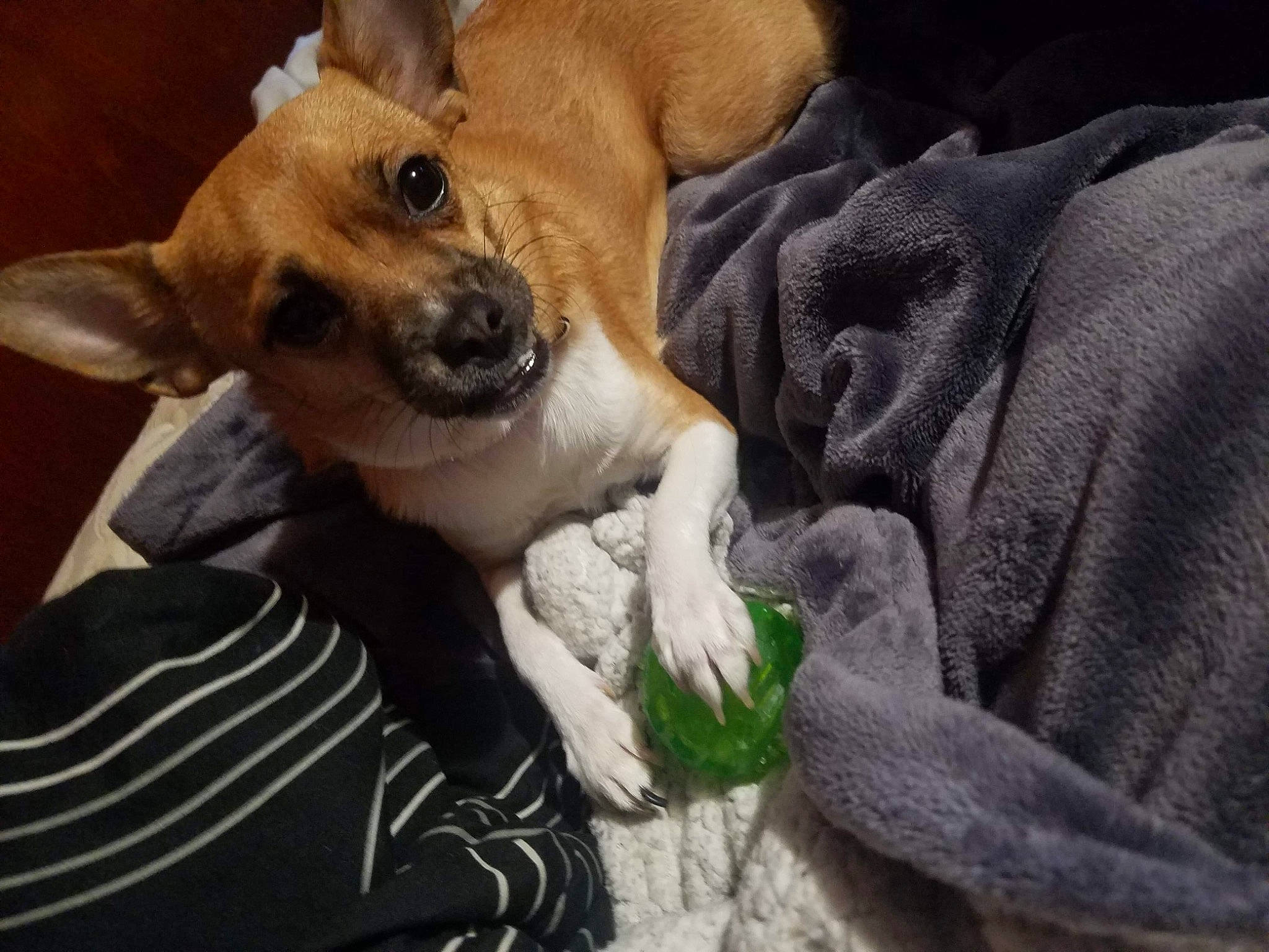 Bella joined the competition — help win amazing prizes! basenji, canidae, cardigan_welsh_corgi, carnivore, carolina_dog, chihuahua, companion_dog, corgi_chihuahua, dog, dog_breed, fawn, mammal, miniature_fox_terrier, pembroke_welsh_corgi, puppy, snout, vertebrate, welsh_corgi