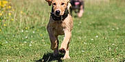 Aviella is registered to the contest to win money with this photo: dog, puppy, running, grass, outdoor, field, nature, animal, playful, sunlight, blur, motion, ears, tongue, collar, summer, greenery, fast, happy, pet