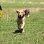 dog, puppy, running, grass, outdoor, field, nature, animal, playful, sunlight, blur, motion, ears, tongue, collar, summer, greenery, fast, happy, pet