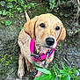 puppy, dog, golden_retriever, wet, muddy, pink_collar, outdoor, greenery, plants, mud, closeup, young, animal, nature, fur, pet, cute, curious, portrait, canine