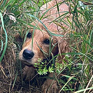 Aviella is registered to the contest to win money with this photo: dog, puppy, golden_retriever, grass, greenery, outdoor, nature, curious, wet_nose, close_up, plants, foliage, brown, animal, young, eyes, face, hidden, explorer, ground