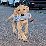 dog, puppy, toy, gravel, road, walking, outdoor, animal, pet, playful, car, street, young_dog, cute, canine, retriever, fetch, suburban, daytime, happy
