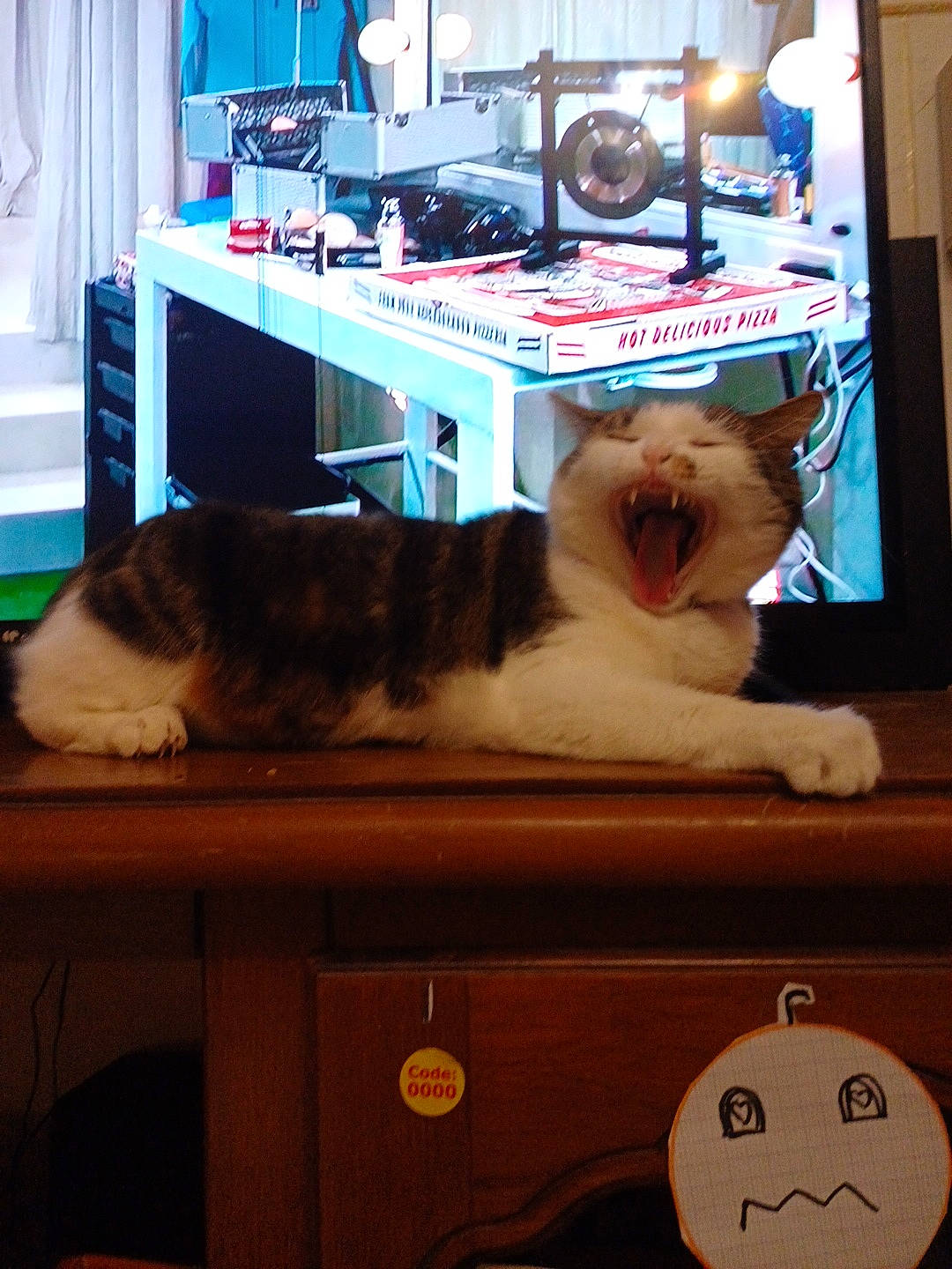 Poupoune participe au concours pour gagner de l'argent avec cette photo : carnivore, cat, comfort, curtain, desk, drawer, electronic_device, felidae, fur, gadget, hardwood, light, mammal, room, shelving, small_to_medium_sized_cats, table, vertebrate, whiskers, wood