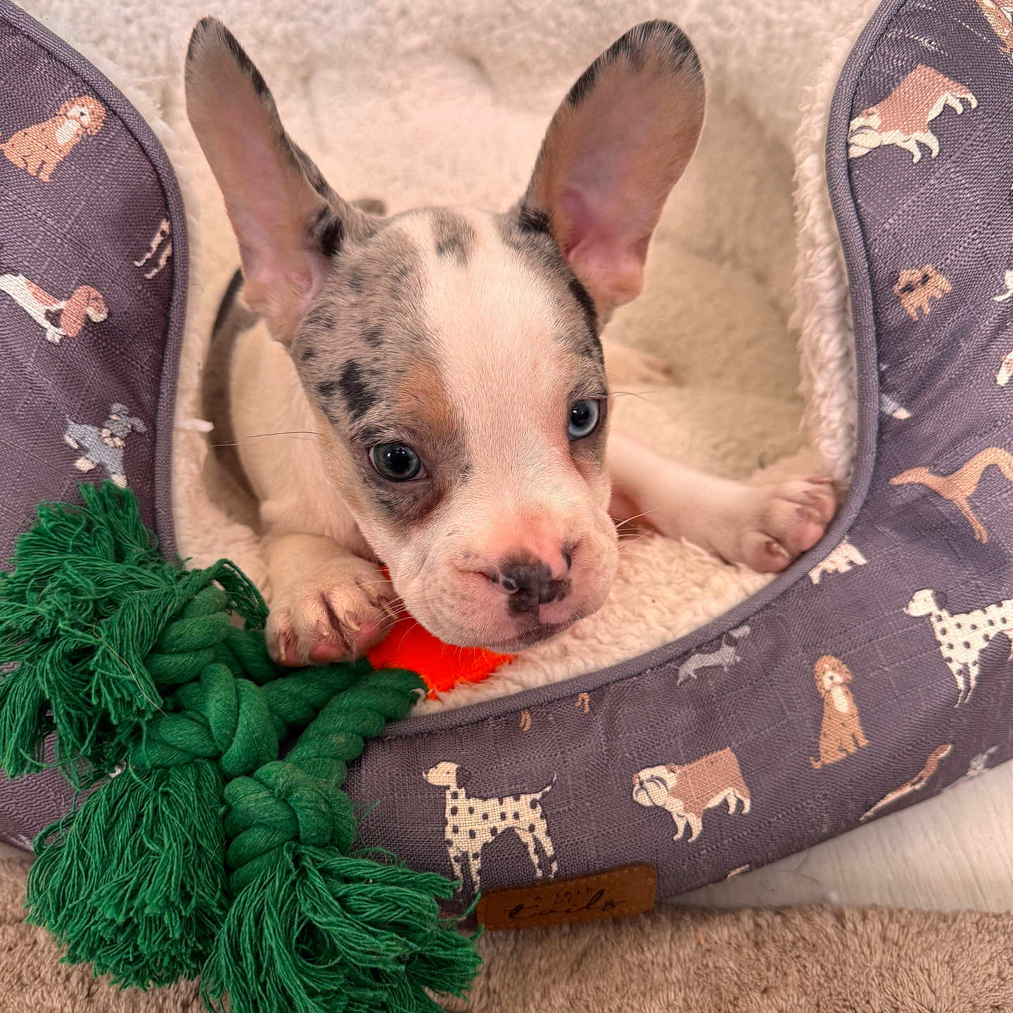 Romeo joined the competition — help win amazing prizes! animal, bostonbull, boxer, bulldog, canine, chihuahua, cushion, dog, dogbed, frenchbulldog, homedecor, hound, person, pet, pitbull, puppy, sleeping, terrier, whitedog