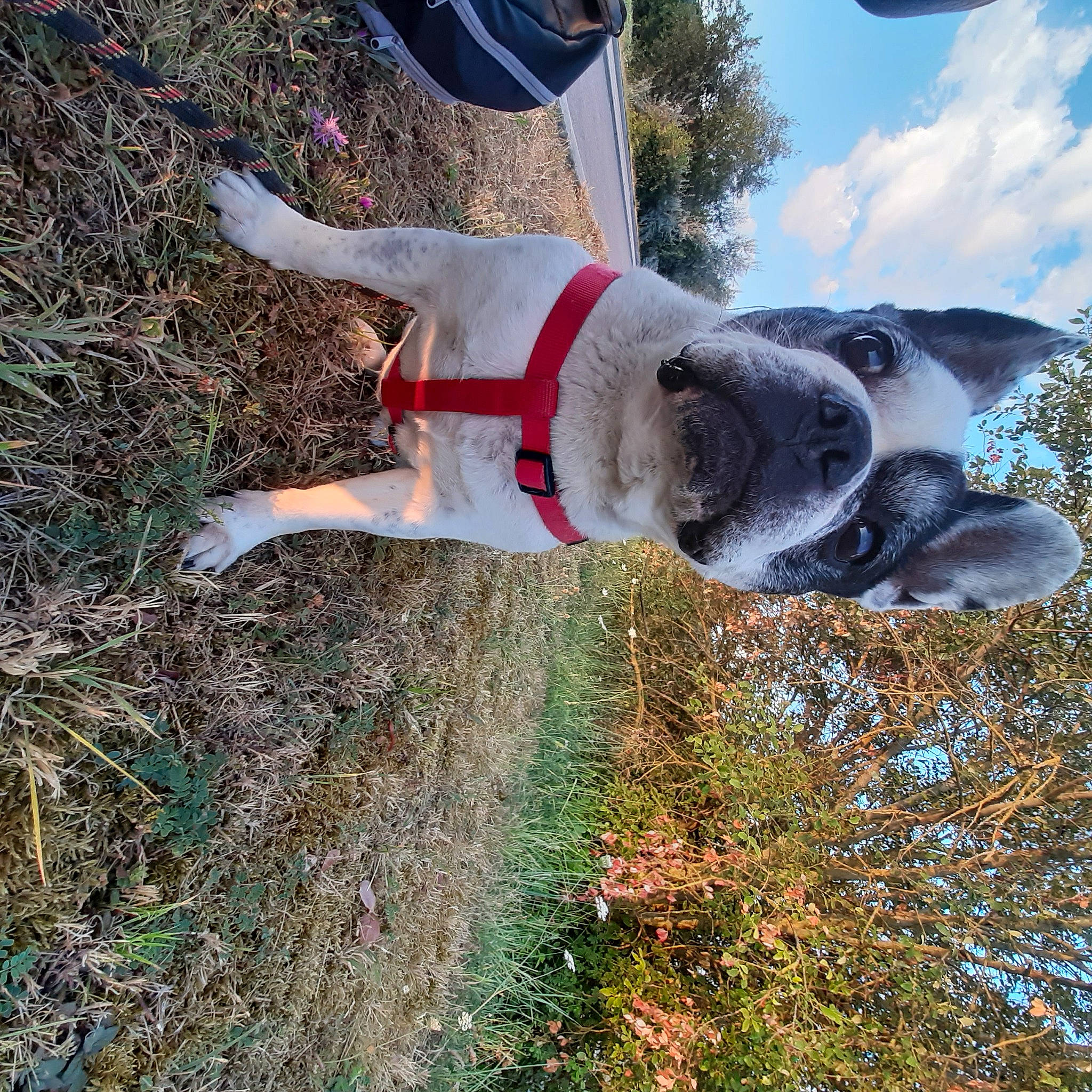Boston participe au concours pour gagner de l'argent avec cette photo : adventure, carnivore, cloud, collar, companion_dog, dog, dog_breed, dog_collar, dog_supply, fawn, grass, happy, plant, sky, snout, soil, tail, tree, vertebrate, working_animal