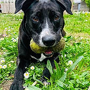 Smoke a rejoint le concours — aidez-le/la à gagner de superbes lots ! dog, black_dog, tennis_balls, ball, outdoor, garden, grass, flowers, daisies, greenery, pet, animal, sitting, playing, fetch, portrait, close_up, floppy_ears, white_markings, residential_background