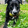 dog, black_dog, tennis_balls, ball, outdoor, garden, grass, flowers, daisies, greenery, pet, animal, sitting, playing, fetch, portrait, close_up, floppy_ears, white_markings, residential_background