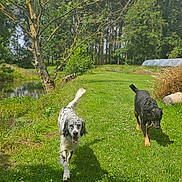 Spoky participe au concours pour gagner de l'argent avec cette photo : animal, canine, daylight, dog, dogs, grass, greenery, happy, leaves, nature, outdoor, park, pet, playful, pond, sky, summer, sunny, trees, walking