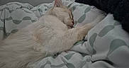 Alaska participe au concours pour gagner de l'argent avec cette photo : cat, sleeping, bed, blanket, fur, white_cat, cozy, indoor, resting, cute, pet, animal, soft, paw, comfort, relaxation, feline, domestic_cat, peaceful, nap