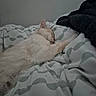 cat, sleeping, bed, blanket, fur, white_cat, cozy, indoor, resting, cute, pet, animal, soft, paw, comfort, relaxation, feline, domestic_cat, peaceful, nap
