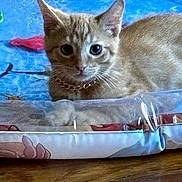 Cooper is registered to the contest to win money with this photo: animal, blue_background, cat, chain, close_up, collar, cushion, cute, eyes, face, feline, floor, fur, indoor, kitten, looking_at_camera, lying_down, pet, whiskers, wood_floor