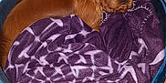 Volf a rejoint le concours — aidez-le/la à gagner de superbes lots ! animal, bed, blanket, brown_dog, canine, companion, cozy, cute, dog, domestic_animal, floor, fur, indoor, looking_up, pet_bed, purple_blanket, relaxed, resting, soft, tile_floor