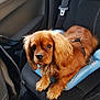 Volf participe au concours pour gagner de l'argent avec cette photo : animal, brown_dog, canine, car_interior, car_seat, companion, cushion, dog, domestic_animal, ears, fur, indoor, leash, looking_up, paws, pet, resting, seatbelt, transportation, window
