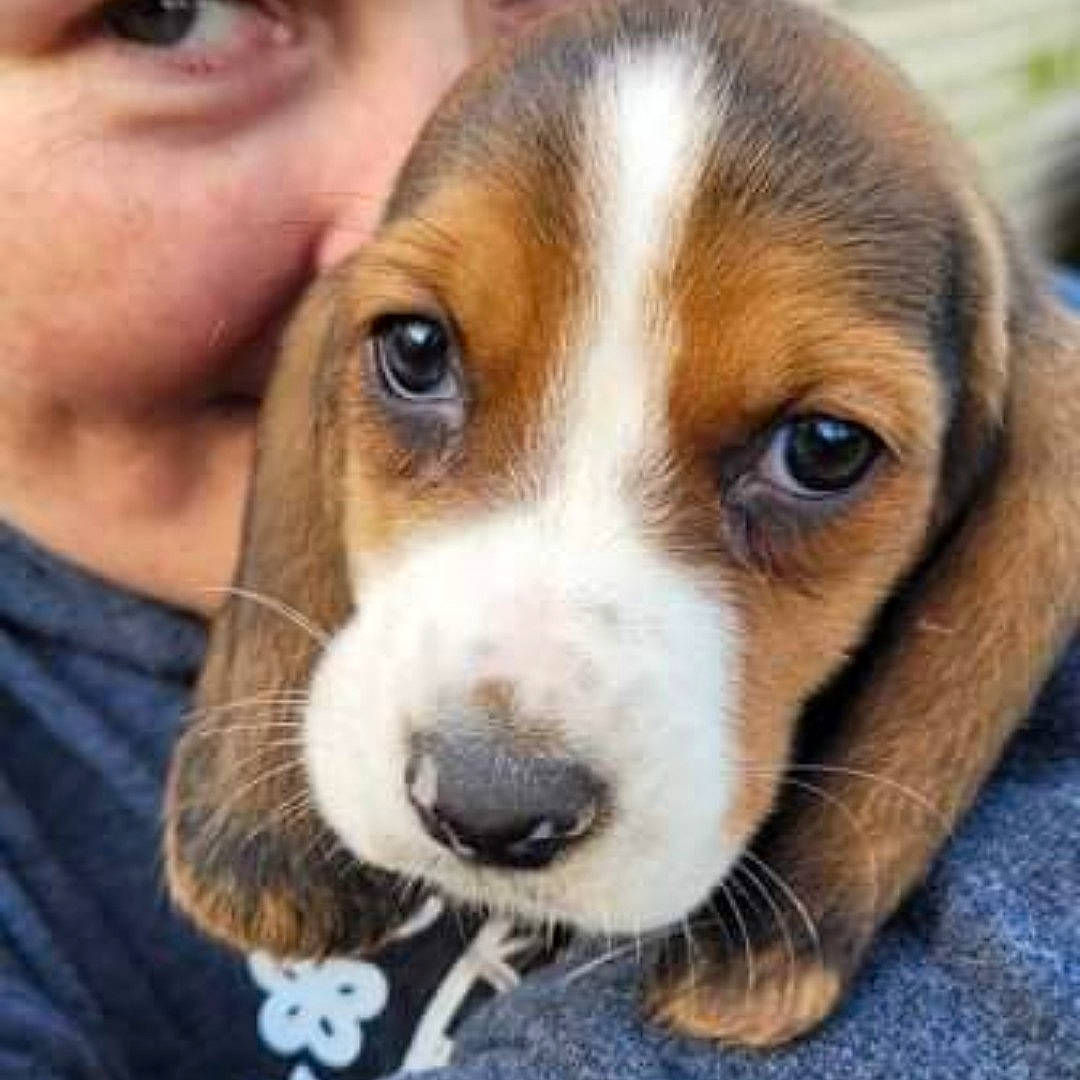 Layla joined the competition — help win amazing prizes! beagle, canidae, carnivore, companion_dog, dog, dog_breed, fur, happy, hound, nose, puppy, scent_hound, smile, snout, sporting_group, terrestrial_animal, whiskers, working_animal