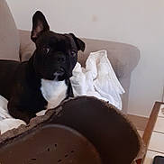 Norton a rejoint le concours — aidez-le/la à gagner de superbes lots ! boston_terrier, canidae, carnivore, chocolate, companion_dog, dog, dog_breed, fawn, french_bulldog, mammal, non_sporting_group