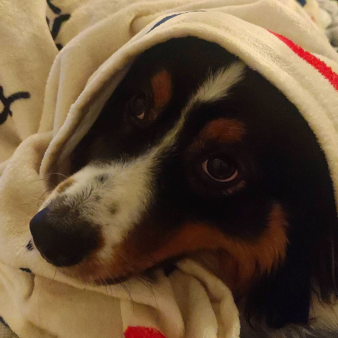 Ottawa Et Rolex participe au concours pour gagner de l'argent avec cette photo : canidae, carnivore, comfort, companion_dog, dog, dog_breed, ear, fur, hat, hound, paw, photography, puppy, puppy_love, snout, sporting_group, toy_dog, whiskers, working_animal, working_dog