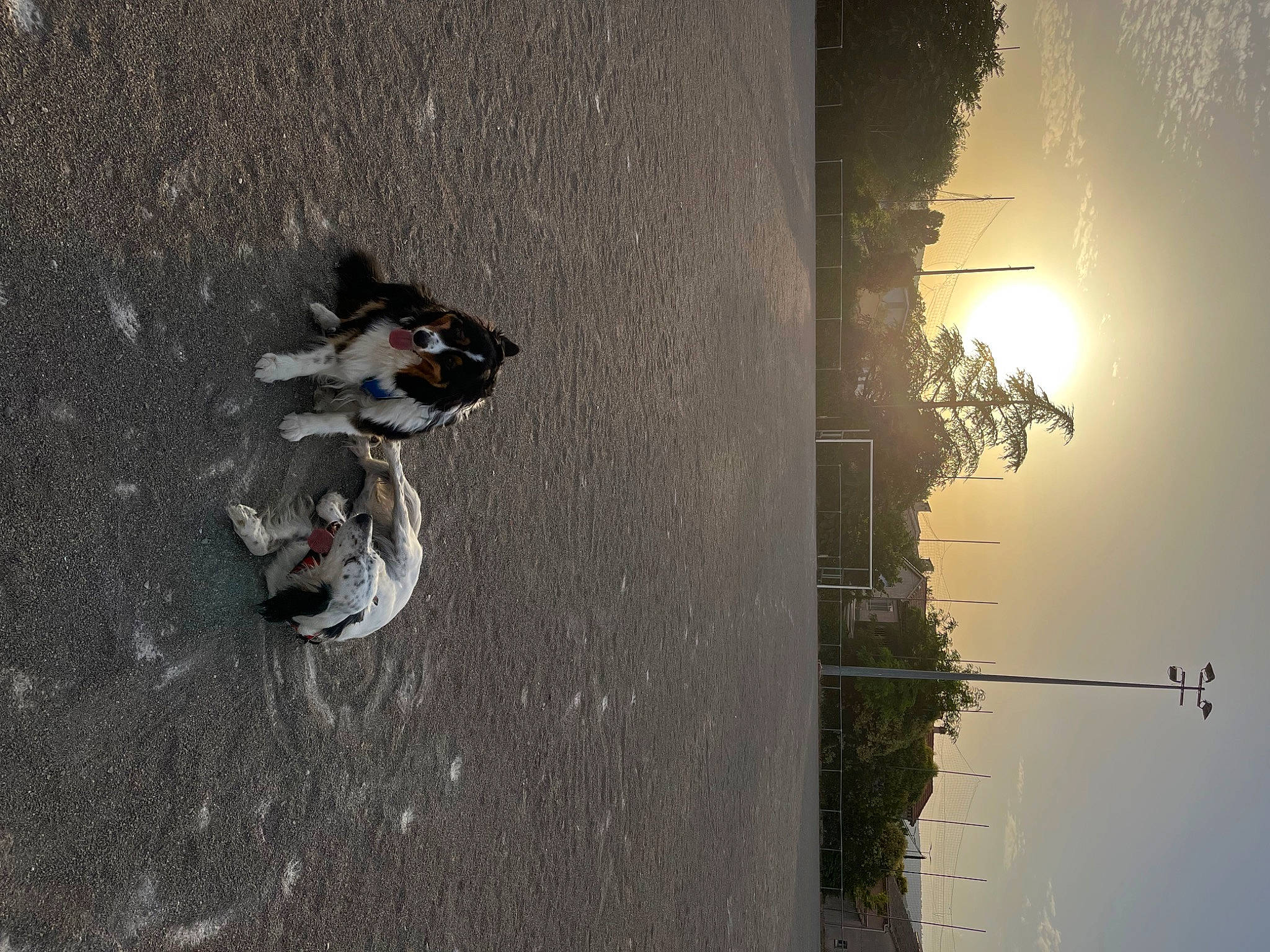 Ottawa Et Rolex participe au concours pour gagner de l'argent avec cette photo : _geese_and_swans, asphalt, backlighting, bird, concrete, ducks, electricity, plant, recreation, reflection, road_surface, shadow, sky, slope, street_light, tints_and_shades, tree, water, waterfowl, winter