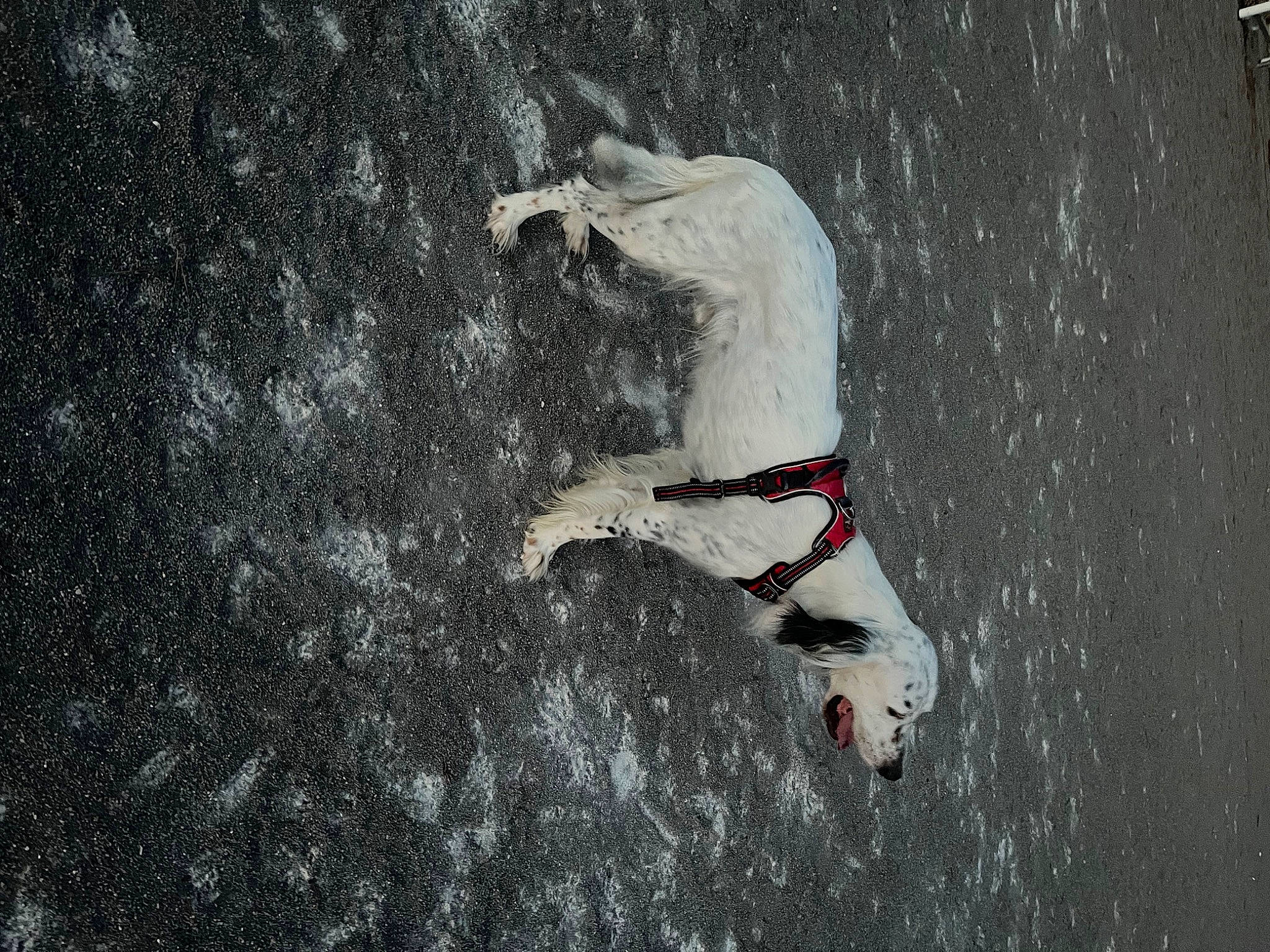 Ottawa Et Roucky participe au concours pour gagner de l'argent avec cette photo : asphalt, beach, canidae, carnivore, dog, dog_breed, fashion_accessory, grey, lake, leash, recreation, sand, seabird, shadow, sporting_group, tail, vertebrate, water, wind_wave, wing