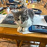 Noodle is registered to the contest to win money with this photo: kitten, cat, table, book, papers, wooden_chair, flower_vase, flowers, indoor, curious, furniture, clutter, wooden_table, pet, domestic_animal, small_animal, gray_and_white, resting, close_up, home