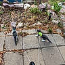 Noodle joined the competition — help win amazing prizes! kitten, cat, leash, harness, outdoor, garden, rocks, plants, pavement, exploration, pet, walking, nature, back_view, curious, small_animal, gray_cat, sidewalk, person_hand, adventure