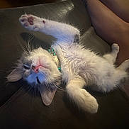 Noodle joined the competition — help win amazing prizes! kitten, cat, pet, feline, cute, sleeping, stretching, paw, pink_paw_pads, fur, collar, couch, indoor, relaxed, legs, bare_legs, cozy, whiskers, close_up, domestic_animal
