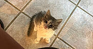 Noodle is registered to the contest to win money with this photo: kitten, cat, floor, tile, pet, animal, curious, gray, white, small, cute, looking_up, indoor, footwear, sandals, legs, domestic, feline, young, waiting