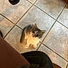 kitten, cat, floor, tile, pet, animal, curious, gray, white, small, cute, looking_up, indoor, footwear, sandals, legs, domestic, feline, young, waiting