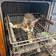 Burger joined the competition — help win amazing prizes! kitten, cat, dishwasher, kitchen, curious, exploring, open_appliance, metal_rack, pets, indoor, home, playful, fur, whiskers, ears, paw, young_animal, appliance, domestic, gray_tabby