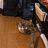 Burger joined the competition — help win amazing prizes! kitten, cat, glass_bowl, wood_floor, kitchen, rubber_duck, table, basket, backpack, floor, pet, domestic_animal, indoor, cute, animal, household_item, small_animal, curious, feline, resting
