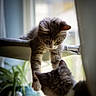 Burger joined the competition — help win amazing prizes! kitten, cat, indoor, window, curious, pets, animal, feline, young, fluffy, domestic, interaction, natural_light, plant, home, resting, soft_focus, cute, two_animals, playful