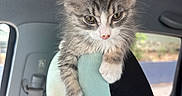 Burger joined the competition — help win amazing prizes! kitten, cat, animal, pet, feline, car, car_interior, headrest, seat, curious, fluffy, young, cute, ears, whiskers, indoor, gray, white, small, resting