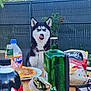 beverage, bottle, chips, collar, dog, fanta, fence, food, glass, greenery, outdoor, pet, picnic, pizza, siberian_husky, snacks, summer, table, tongue_out, waiting