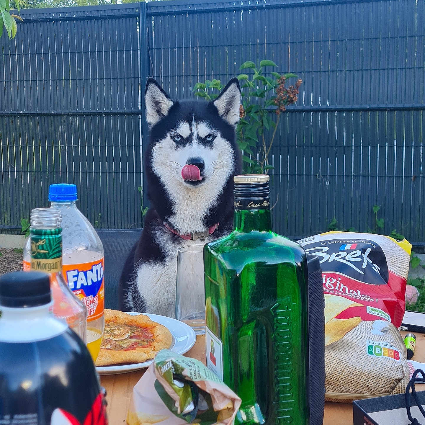 Sky a rejoint le concours — aidez-le/la à gagner de superbes lots ! beverage, bottle, chips, collar, dog, fanta, fence, food, glass, greenery, outdoor, pet, picnic, pizza, siberian_husky, snacks, summer, table, tongue_out, waiting
