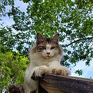 Rudy is registered to the contest to win money with this photo: animal, cat, closeup, curious, daylight, feline, fluffy, greenery, leaves, nature, outdoor, paws, pet, railing, resting, sky, tail, tree, whiskers, wood