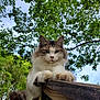 animal, cat, closeup, curious, daylight, feline, fluffy, greenery, leaves, nature, outdoor, paws, pet, railing, resting, sky, tail, tree, whiskers, wood