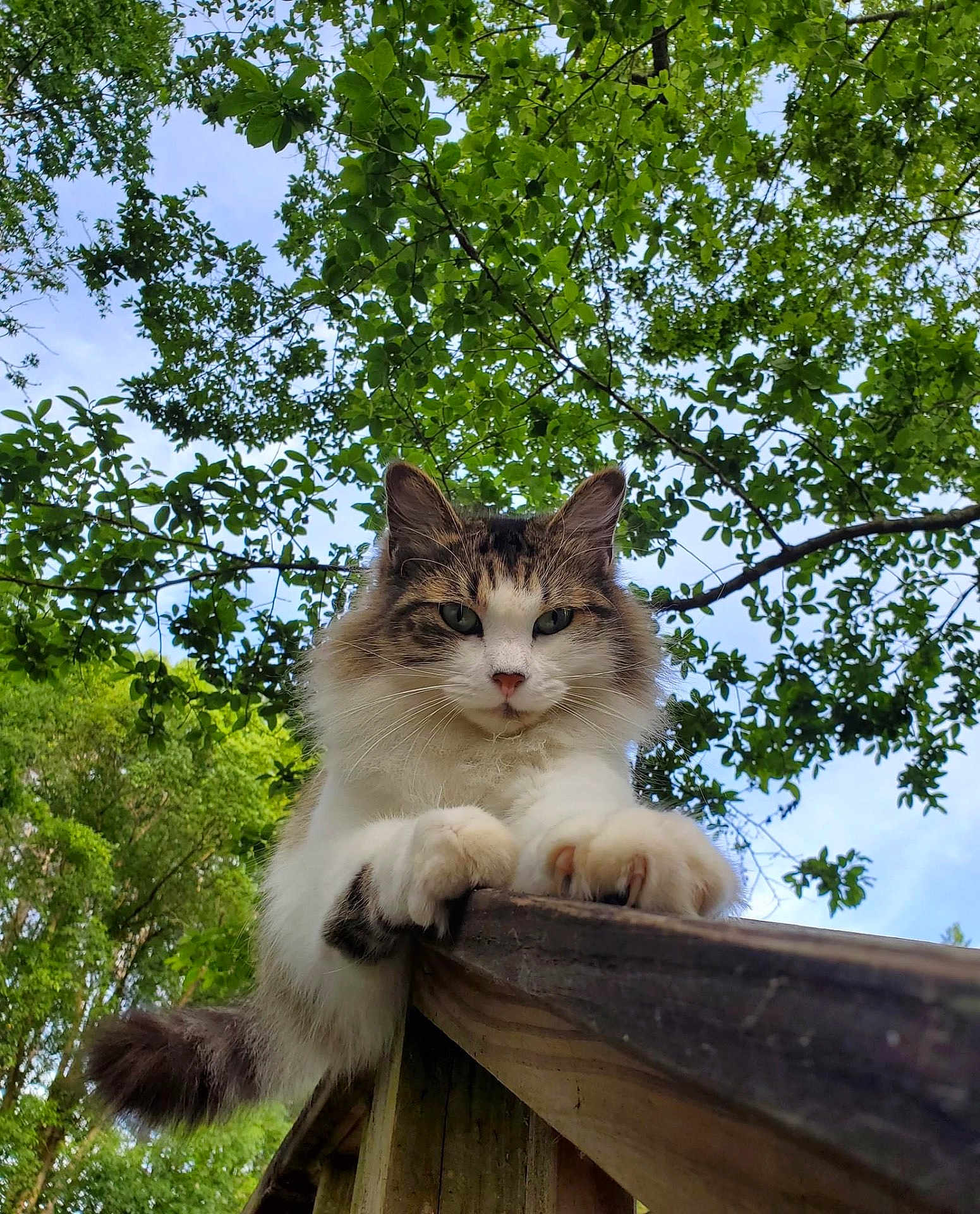 Rudy