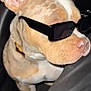 dog, sunglasses, car, pet, cool, canine, brown, white, seat, leather, collar, closeup, side_view, indoor, portrait, animal, accessory, cute, fashion, funny