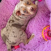 Saphyr a rejoint le concours — aidez-le/la à gagner de superbes lots ! puppy, dog, spotted, bed, fluffy, purple, toy, pink_toy, chew_toy, donut_toy, pet, cute, looking_up, relaxed, indoor, floor, ears, tail, animal, playful