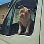 puppy, dog, vehicle, truck, window, outdoor, sky, clouds, white, pet, animal, curious, head_tilt, ears, daytime, transport, nature, domestic_animal, cute, leaning
