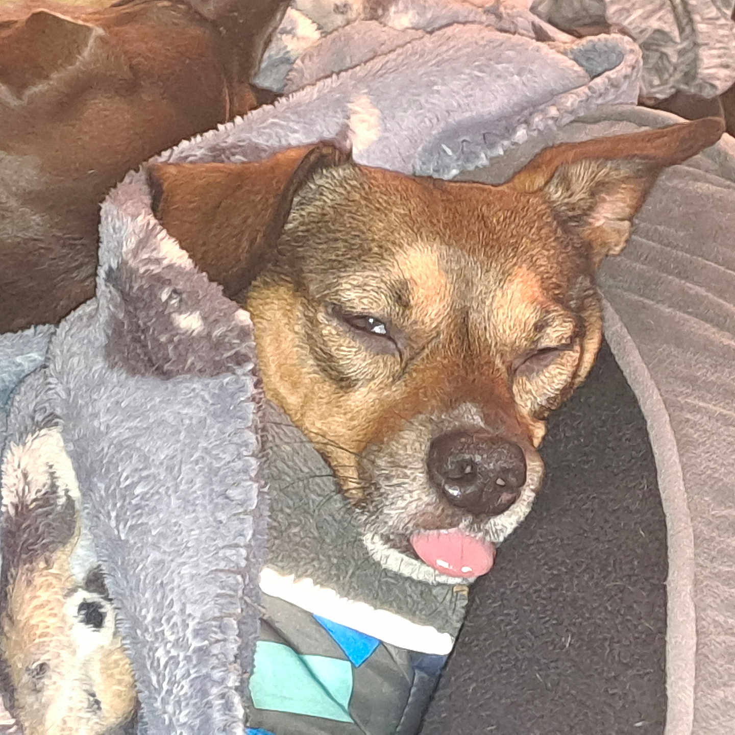 Tiny Tott is registered to the contest to win money with this photo: bed, blanket, blanket_pattern, brown_dog, close_up, companion, cozy, dog, ear, flash_photo, fur, half_closed_eyes, indoor, muzzle, nose, pet, pet_bed, relaxed, sleeping, tongue_out