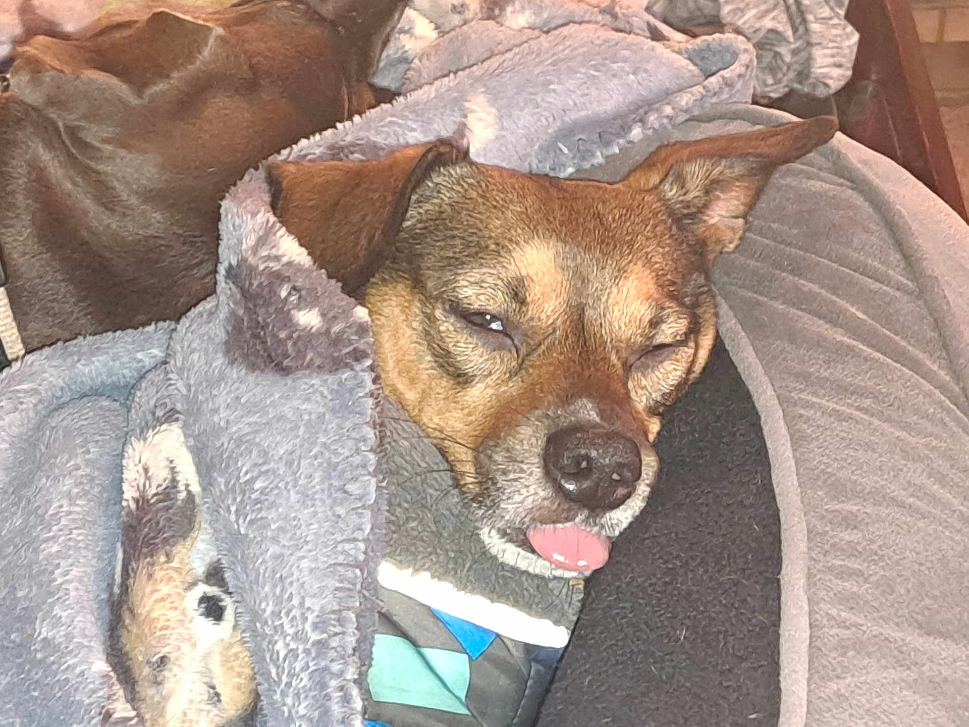 Tiny Tott is registered to the contest to win money with this photo: dog, tongue_out, blanket, sleeping, cozy, pet, indoor, bed, fur, brown_dog, ear, muzzle, nose, half_closed_eyes, blanket_pattern, pet_bed, close_up, flash_photo, relaxed, companion