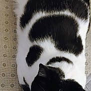 Roxxi joined the competition — help win amazing prizes! animal, black_and_white, blanket, cat, comfortable, cozy, cute, domestic_animal, ears, feline, fur, indoor, lying_down, patterned, pet, relaxed, resting, sleepy, soft_texture, whiskers