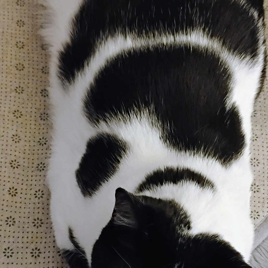 Roxxi joined the competition — help win amazing prizes! animal, black_and_white, blanket, cat, comfortable, cozy, cute, domestic_animal, ears, feline, fur, indoor, lying_down, patterned, pet, relaxed, resting, sleepy, soft_texture, whiskers