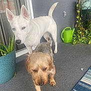 Aries joined the competition — help win amazing prizes! two_dogs, white_dog, small_dog, husky_like, terrier, porch, potted_plant, watering_can, rug, textured_floor, sliding_glass_door, window, vine_plant, curious_expression, paws, ears, heterochromia, pet, home_patio, outdoor