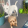 two_dogs, white_dog, small_dog, husky_like, terrier, porch, potted_plant, watering_can, rug, textured_floor, sliding_glass_door, window, vine_plant, curious_expression, paws, ears, heterochromia, pet, home_patio, outdoor