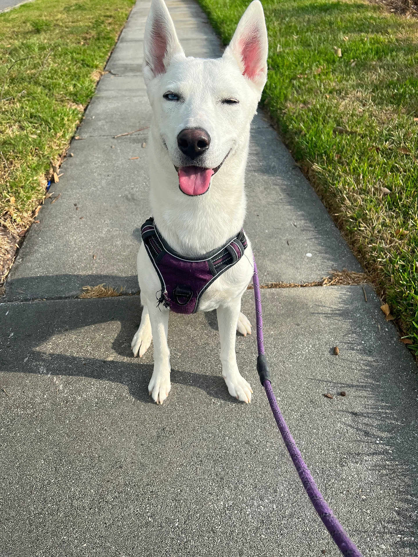 Aries joined the competition — help win amazing prizes! dog, white_dog, pet, harness, leash, sidewalk, grass, tongue_out, happy, sitting, outdoor, sunny, shadow, ears_up, close_up, pavement, portrait, canine, smiling, walking_accessory